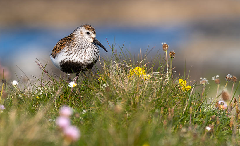 A Dunlin in Balranald Nature Reserve on North Uist