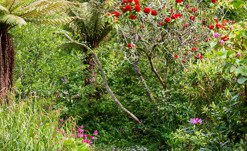 Achamore Gardens on the Isle of Gigha in Scotland