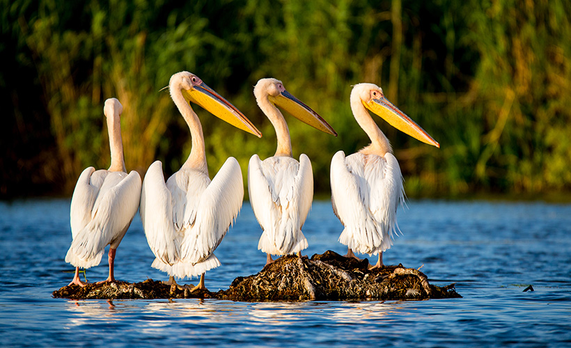 A Pelican colony on the Danube Delta
