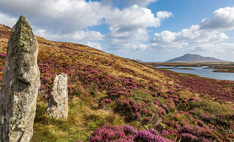 The Pobull Fhinn standing stones on North Uist in Scotland surrounded by pink Heather on a sunny day
