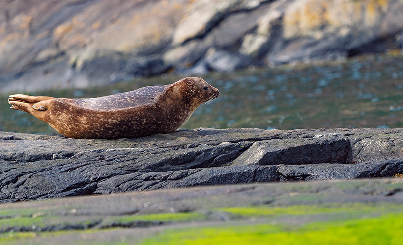 A seal on the Isle of Skye