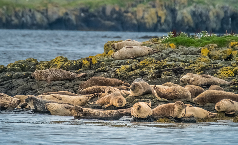 Seals on the shore os Loch Dunvegan in Scotland