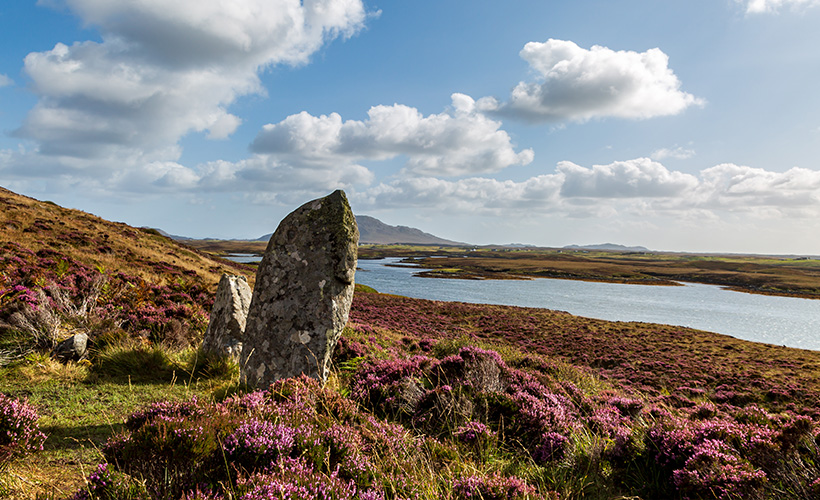The standing stones of Pobull Fhinn surrounded by pink Heather on a sunny day on North Uist in Scotland