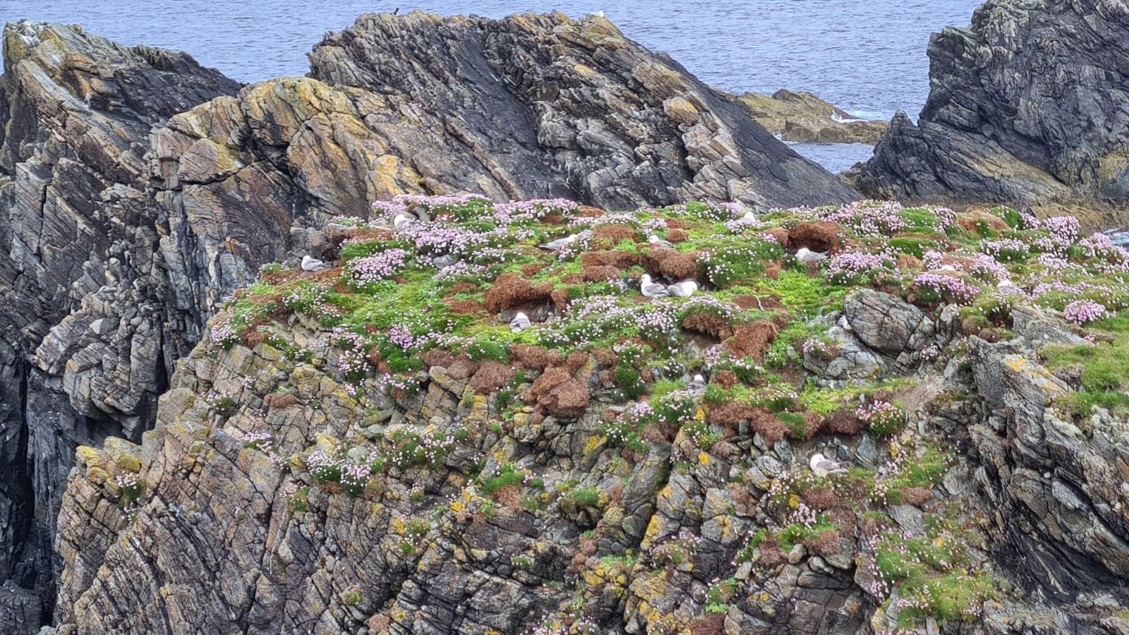 Natural World of the Hebrides and St Kilda Cruise Log