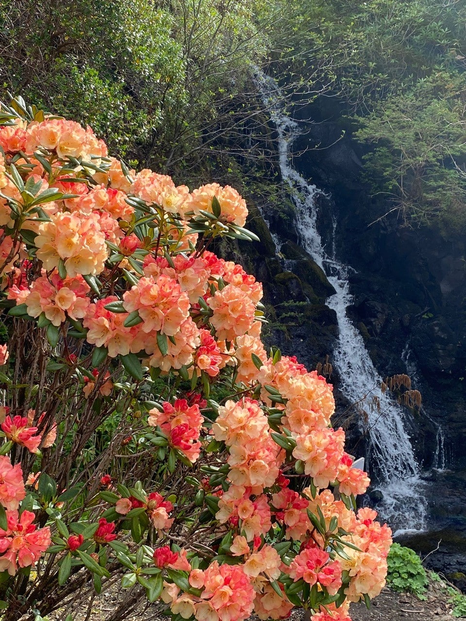 Scotland’s Spring Colours Cruise Log