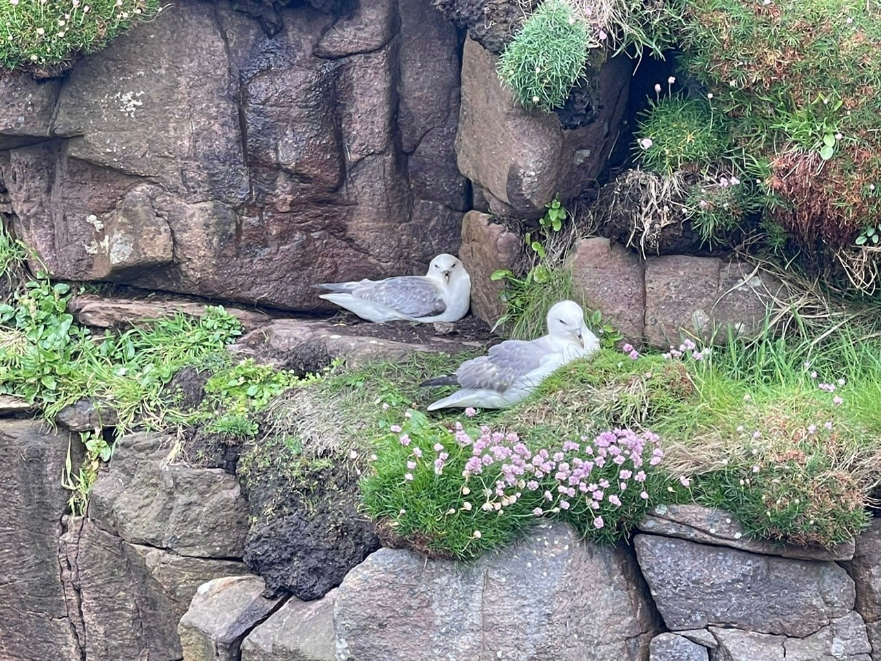 Natural World of the Northern Isles Cruise Log
