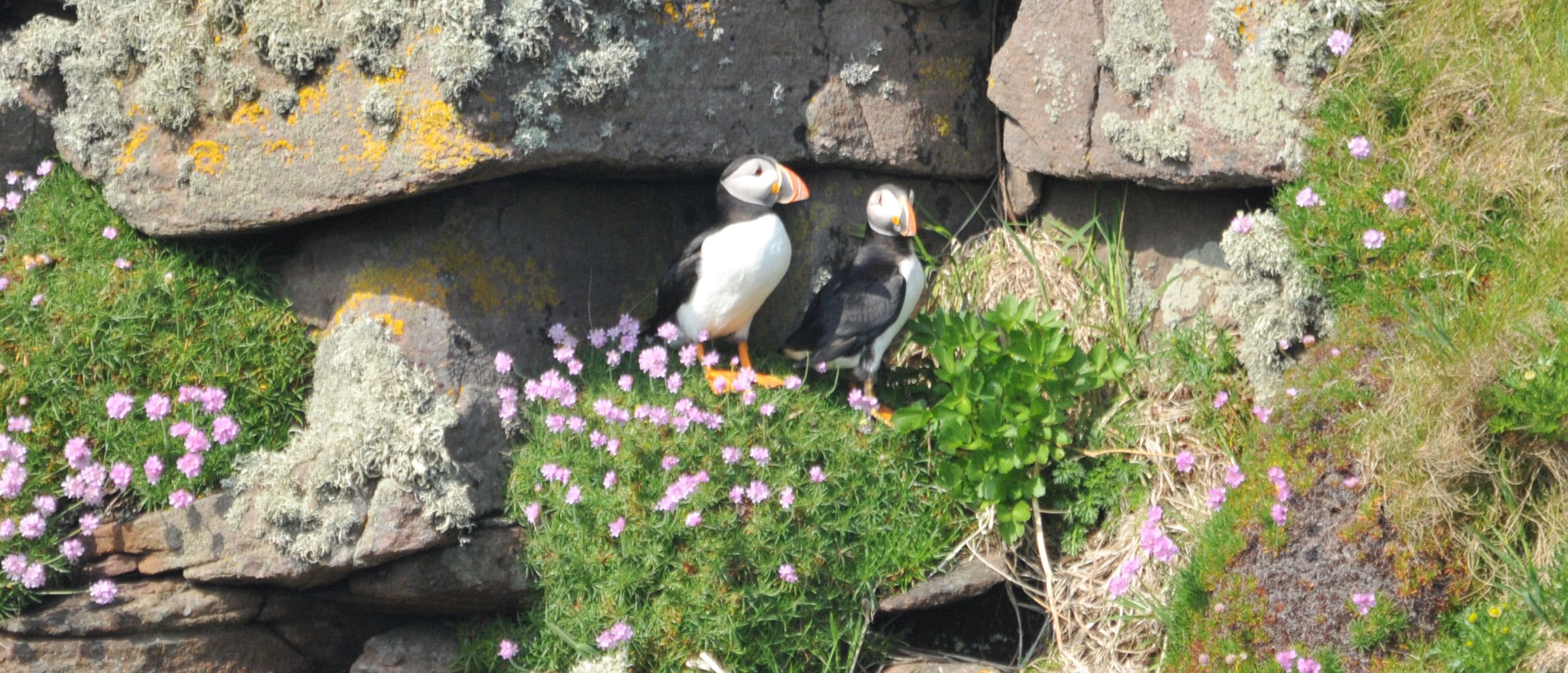St Kilda and Western Isles Wildlife