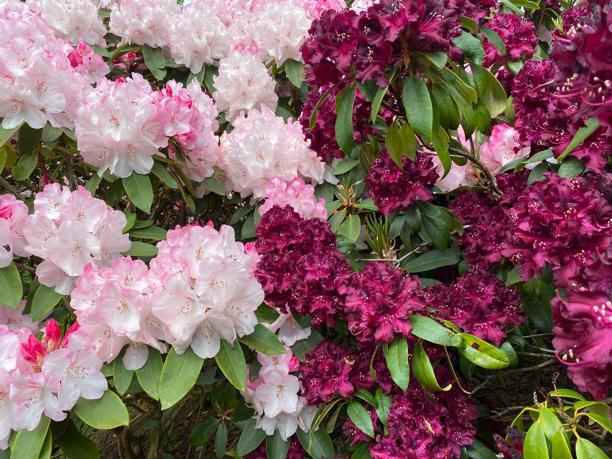 Gardens of Argyll and Antrim