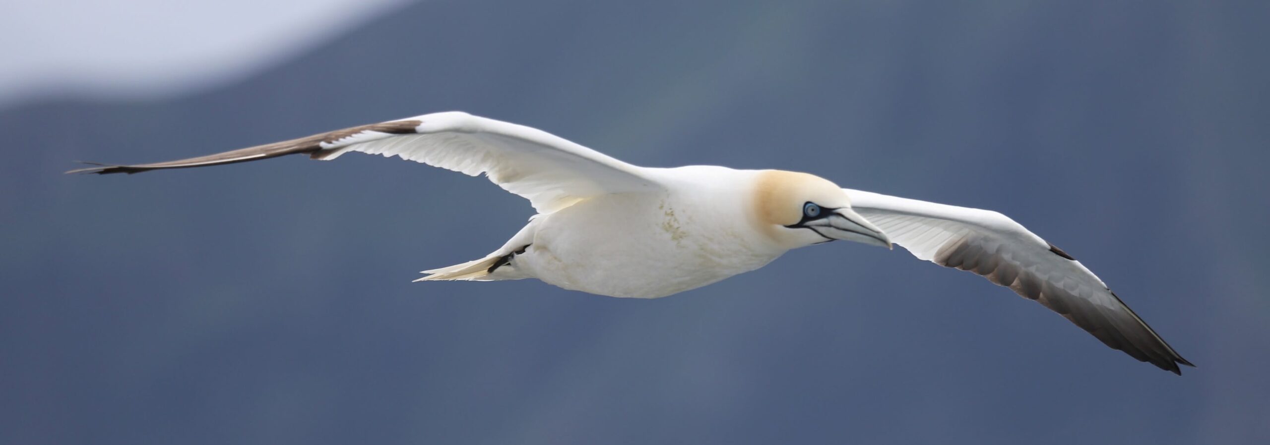 St Kilda and Western Isles Wildlife