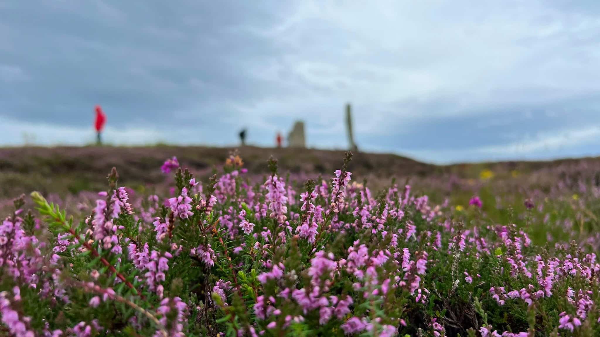 Skara Brae & Stromness 7